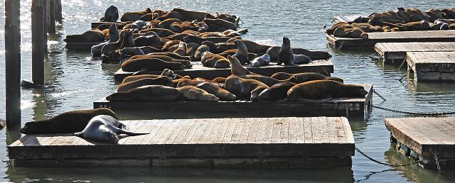 IMG_1173.JPG - Sea Lions sunbathing on pier 39. It's a serene experience watching these guys play and bark all day.  They took over these docks in January 1990... and never left town!